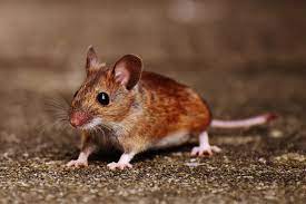 Maus%202
